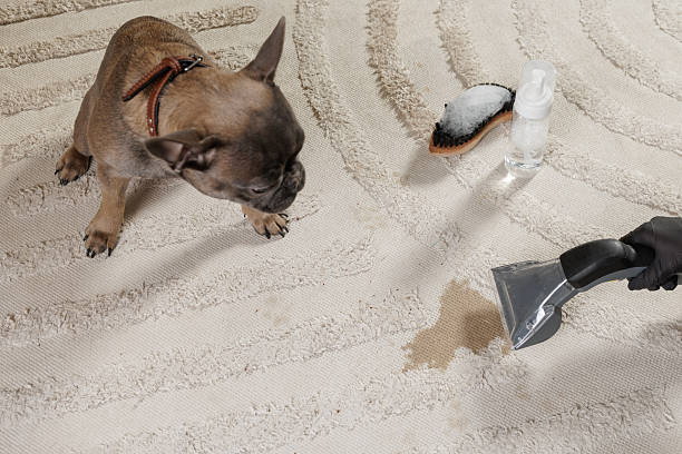 pet urine removal in fairfax