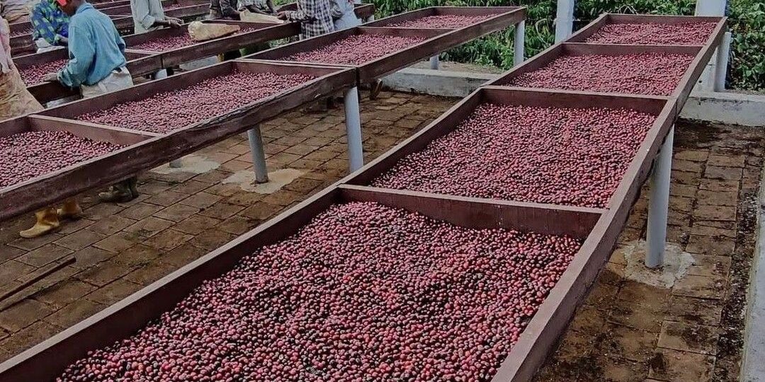 coffee beans supplier in Dubai