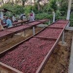 coffee beans supplier in Dubai